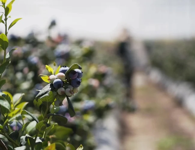 Blueberries_Blueberry