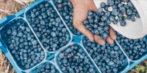 farmer-putting-fresh-blueberries-plastic-boxes