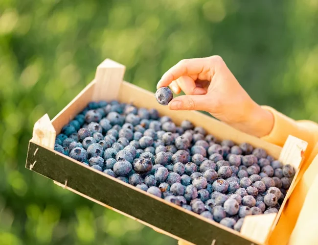 freshly-picked-juicy-berries-farmland