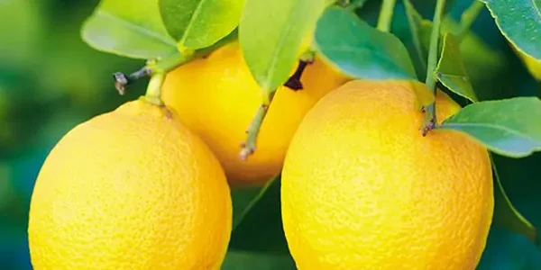 limon 1