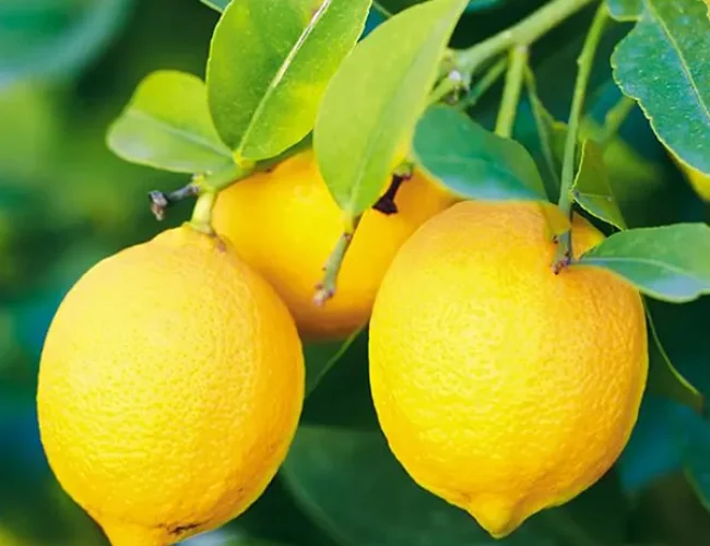 limon 1