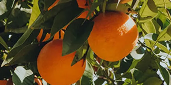 naranjas 2