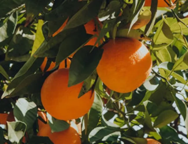 naranjas 2